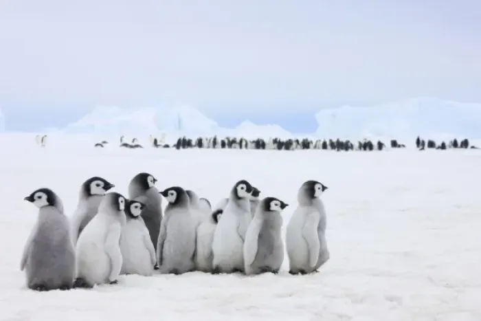 Framed Print : Emperor Penguin (Aptenodytes forsteri) chicks on ice, Snow Hill Island, Antarctica Framed Print : Emperor Penguin (Aptenodytes forsteri) chicks on ice, Snow Hill Island, Antarctica