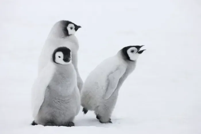 Framed Print : Emperor Penguin (Aptenodytes forsteri) chicks on ice, Snow Hill Island, Antarctica Framed Print : Emperor Penguin (Aptenodytes forsteri) chicks on ice, Snow Hill Island, Antarctica