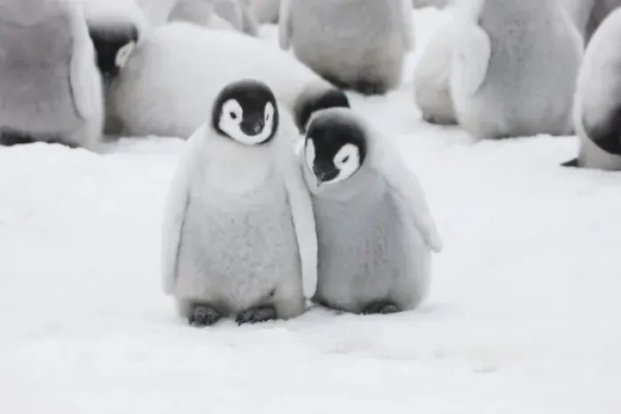 Framed Print : Emperor Penguin (Aptenodytes forsteri) chicks on ice, Snow Hill Island, Antarctica Framed Print : Emperor Penguin (Aptenodytes forsteri) chicks on ice, Snow Hill Island, Antarctica
