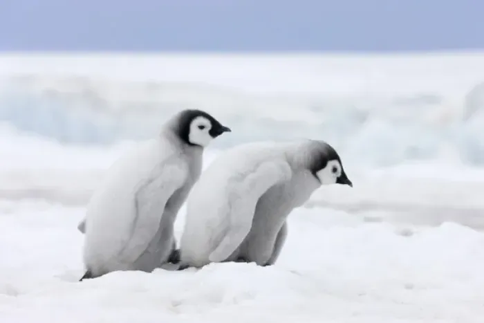 Framed Print : Emperor Penguin (Aptenodytes forsteri) chicks on ice, Snow Hill Island, Antarctica Framed Print : Emperor Penguin (Aptenodytes forsteri) chicks on ice, Snow Hill Island, Antarctica
