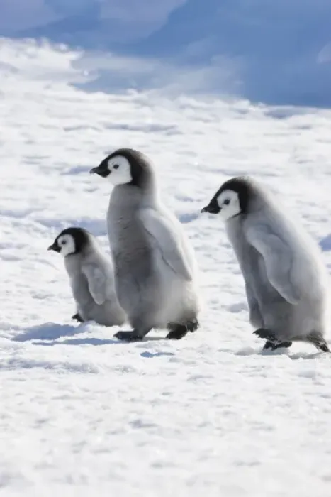 Framed Print : Emperor Penguin (Aptenodytes forsteri) chicks on ice, Snow Hill Island, Antarctica