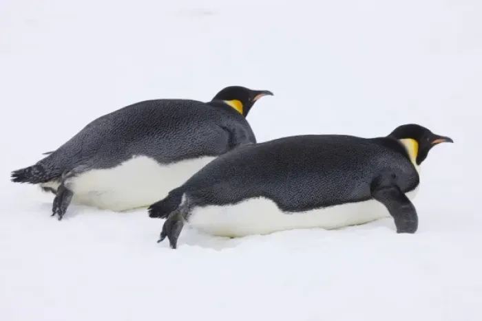 Framed Print : Emperor Penguin (Aptenodytes forsteri) glides on ice, Snow Hill Island, Antarctica Framed Print : Emperor Penguin (Aptenodytes forsteri) glides on ice, Snow Hill Island, Antarctica
