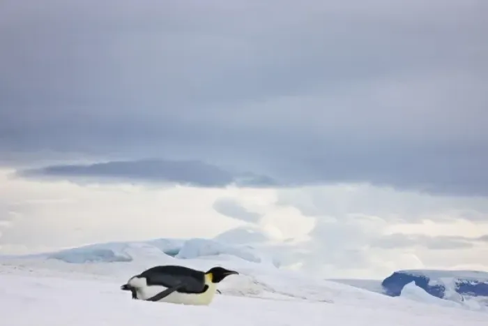 Framed Print : Emperor Penguin (Aptenodytes forsteri) glides on ice, Snow Hill Island, Antarctica