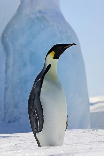 Emperor Penguin (Aptenodytes forsteri) on ice, Snow Hill Island, Antarctica
