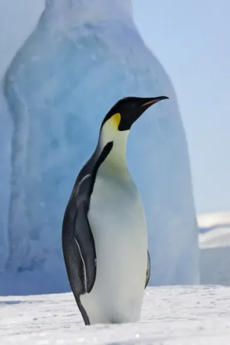 Framed Print : Emperor Penguin (Aptenodytes forsteri) on ice, Snow Hill Island, Antarctica