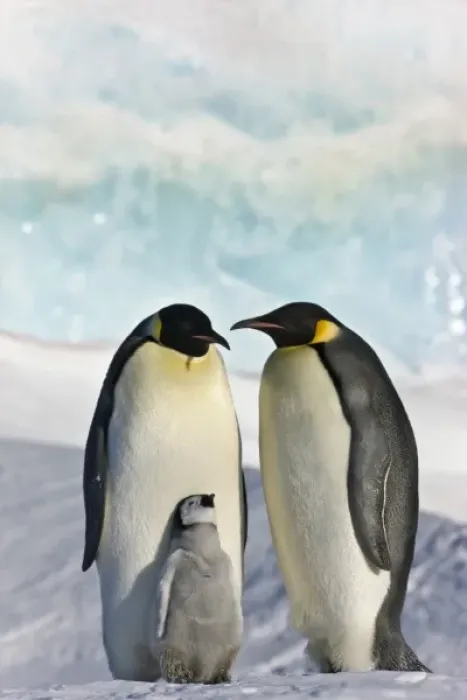 Framed Print : Emperor Penguin (Aptenodytes forsteri) parent with chick on ice, Snow Hill Island Framed Print : Emperor Penguin (Aptenodytes forsteri) parent with chick on ice, Snow Hill Island