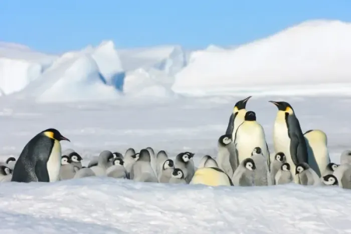 Framed Print : Emperor Penguin (Aptenodytes forsteri) parent with chick on ice, Snow Hill Island Framed Print : Emperor Penguin (Aptenodytes forsteri) parent with chick on ice, Snow Hill Island