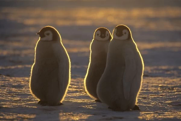 Emperor Penguins, (Aptenodytes forsteri), Chicks at Atka Bay, Antarctica