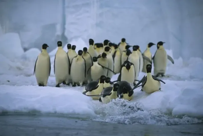 Framed Print : Emperor Penguins, (Aptenodytes forsteri), entering water, Cape Roget colony, Ross Sea, Antarctica Framed Print : Emperor Penguins, (Aptenodytes forsteri), entering water, Cape Roget colony, Ross Sea, Antarctica