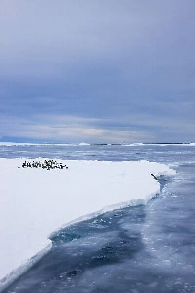Emperor Penguins (Aptenodytes forsteri) on ice, Snow Hill Island, Antarctica