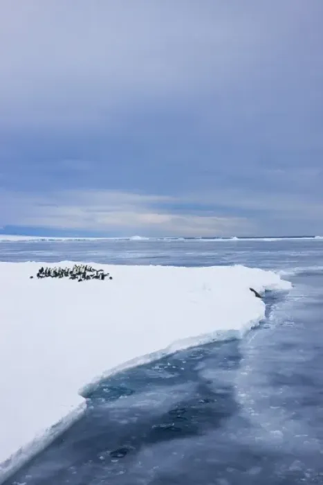 Framed Print : Emperor Penguins (Aptenodytes forsteri) on ice, Snow Hill Island, Antarctica