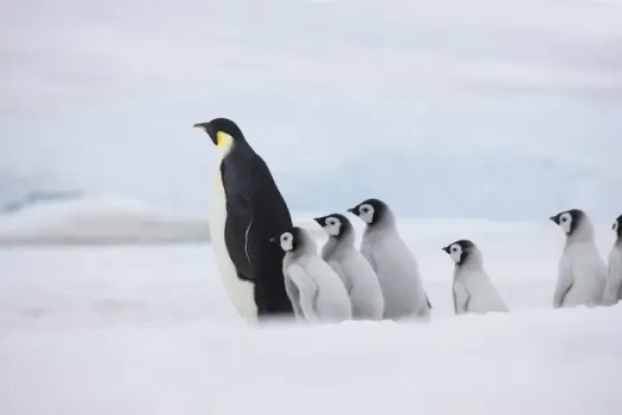 Framed Print : Emperor Penguins (Aptenodytes forsteri) parent with chick on ice, Snow Hill Island