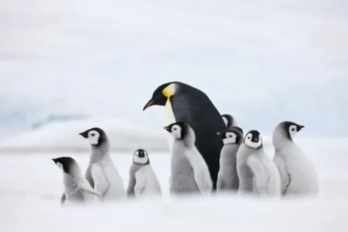 Framed Print : Emperor Penguins (Aptenodytes forsteri) parent with chick on ice, Snow Hill Island Framed Print : Emperor Penguins (Aptenodytes forsteri) parent with chick on ice, Snow Hill Island