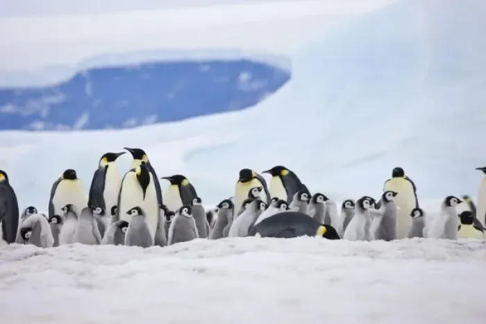 Framed Print : Emperor Penguins (Aptenodytes forsteri) parent with chick on ice, Snow Hill Island
