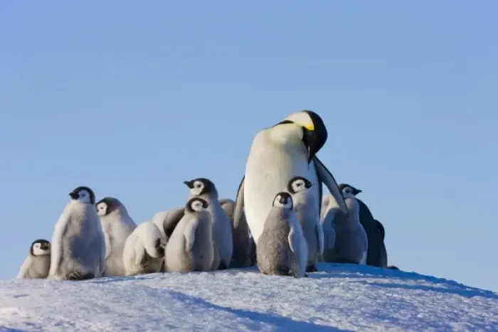 Framed Print : Emperor Penguins (Aptenodytes forsteri) parent with chick on ice, Snow Hill Island Framed Print : Emperor Penguins (Aptenodytes forsteri) parent with chick on ice, Snow Hill Island