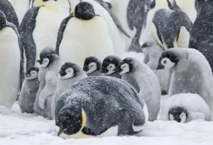 Framed Print : Emperor Penguins (Aptenodytes forsteri) parent with chicks in snowstorm. Snow Hill Island Framed Print : Emperor Penguins (Aptenodytes forsteri) parent with chicks in snowstorm. Snow Hill Island