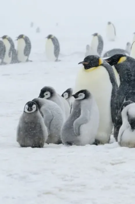 Framed Print : Emperor Penguins (Aptenodytes forsteri) parent with chicks in snowstorm. Snow Hill Island Framed Print : Emperor Penguins (Aptenodytes forsteri) parent with chicks in snowstorm. Snow Hill Island