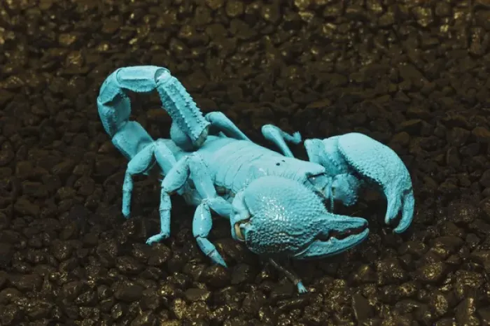 Framed Print : Emperor scorpion flourescing under black light, Pandinus imperator Africa