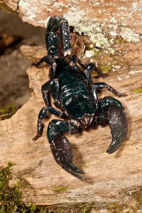 Framed Print : Emperor Scorpion, Pandinus imperator, Native to Africa