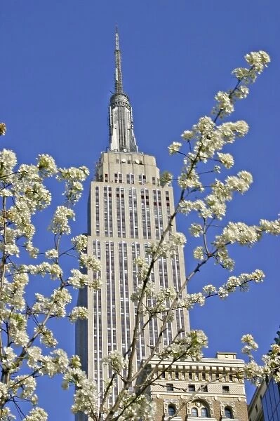 Empire State Building framed by flowering tree New York City