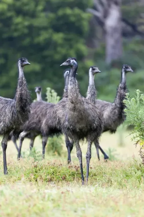 Framed Print : Emu (Dromaius novaehollandiae). The Emu is quite common in Australia and is also Framed Print : Emu (Dromaius novaehollandiae). The Emu is quite common in Australia and is also