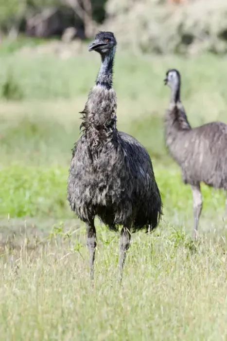 Framed Print : Emu (Dromaius novaehollandiae). The Emu is quite common in Australia and is also Framed Print : Emu (Dromaius novaehollandiae). The Emu is quite common in Australia and is also