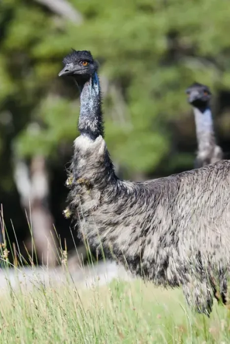 Framed Print : Emu (Dromaius novaehollandiae). The Emu is quite common in Australia and is also Framed Print : Emu (Dromaius novaehollandiae). The Emu is quite common in Australia and is also