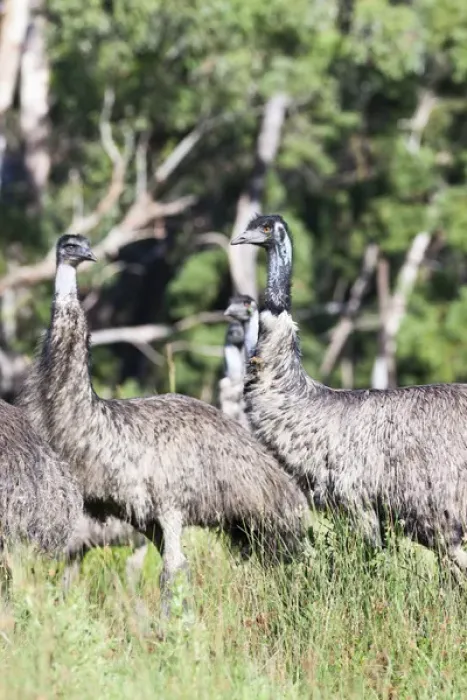 Framed Print : Emu (Dromaius novaehollandiae). The Emu is quite common in Australia and is also Framed Print : Emu (Dromaius novaehollandiae). The Emu is quite common in Australia and is also