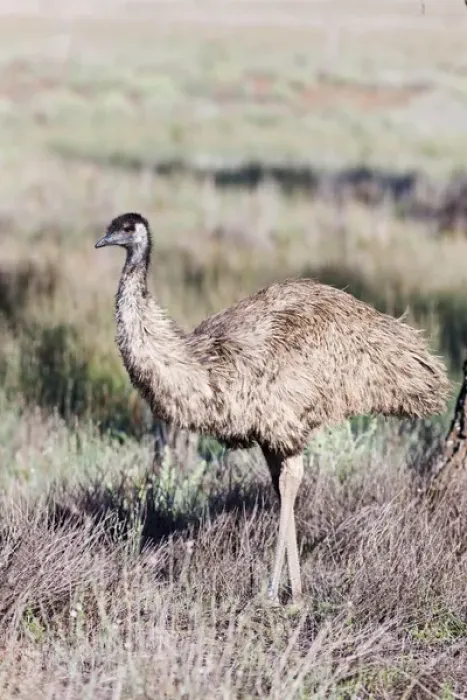Framed Print : Emu (Dromaius novaehollandiae). The Emu is quite common in Australia and is also