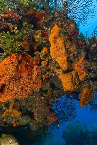 encursting organge and red sponges ((Diplastrella sp. ) Hol Chan Marine Park, Ambergris Caye