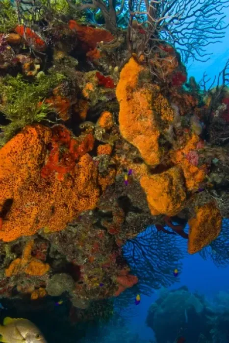 Framed Print : encursting organge and red sponges ((Diplastrella sp. ) Hol Chan Marine Park, Ambergris Caye