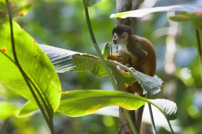 Framed Print : Endangered Black-crowned Central American Squirrel Monkey (Saimiri oerstedii oerstedii) Framed Print : Endangered Black-crowned Central American Squirrel Monkey (Saimiri oerstedii oerstedii)