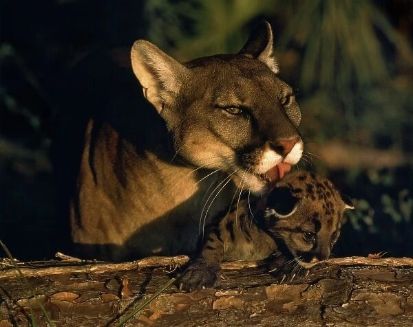 Endangered Florida Panther licking cub (Felis concolor coryi). Florida