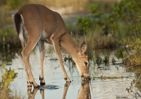 Endangered key deer buck drinking water from mangrove marsh, Odocoileus virginaus clavium
