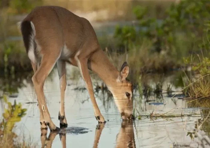 Framed Print : Endangered key deer buck drinking water from mangrove marsh, Odocoileus virginaus clavium