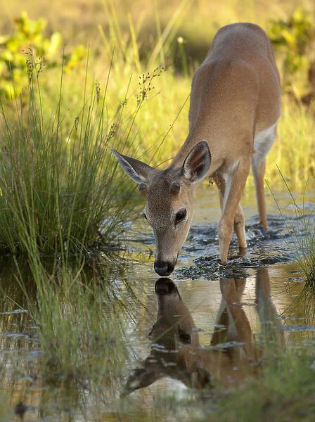 Endangered key deer bucks reflection during springtime, Odocoileus virginaus clavium