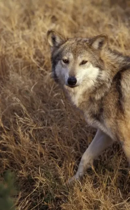 Framed Print : Endangered Mexican Wolf, Canus lupus baileyi (captive), Living Desert SP, Carlsbad, NM