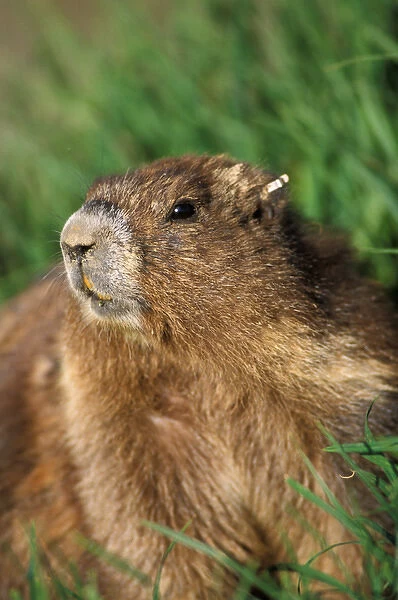 endangered olympic marmot, Marmota olympus, tagged in Olympic National Park, Olympic Peninsula