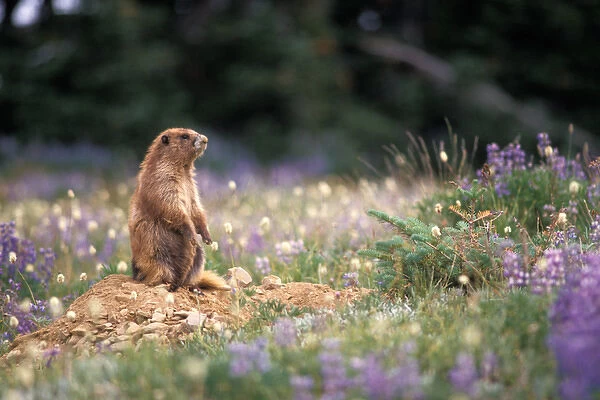 endangered olympic marmot, Marmota olympus, with flowering lupine stands outside