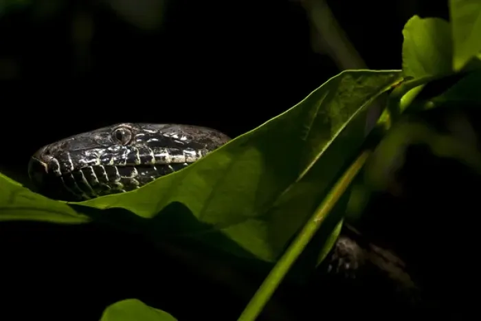 Framed Print : Endangered Puerto Rican Boa, Epicrates inornatus, controlled, Toro Negro NF. Puerto Rico