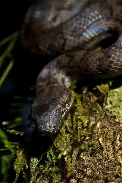 Framed Print : Endangered Puerto Rican Boa, Epicrates inornatus, controlled, Toro Negro NF. Puerto Rico