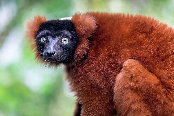 An endangered red ruffed lemur from Madagascar