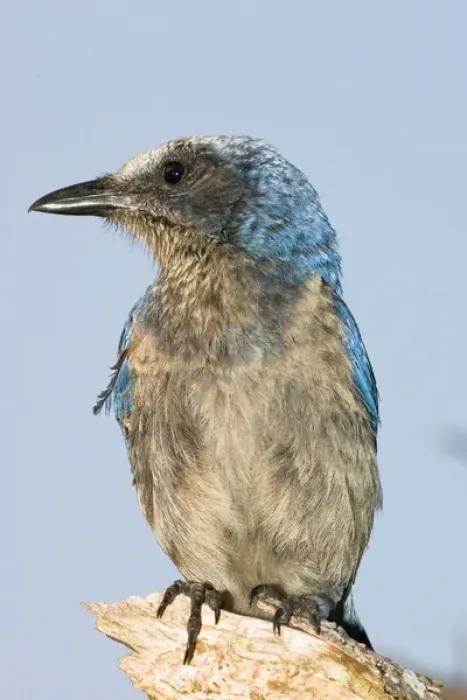 Framed Print : The endangered scrub jay is natibe to rare scrub habitats in Florida. Their friendly