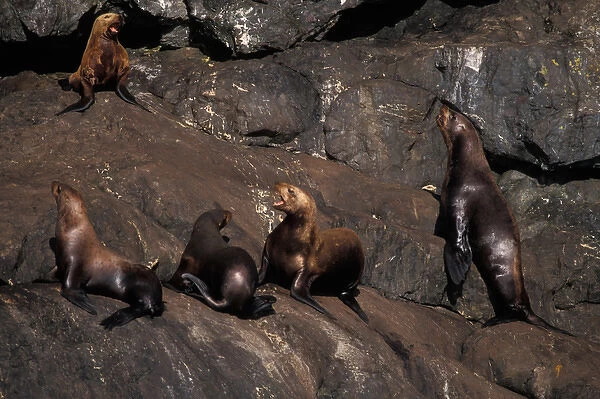 Endangered steller sea lion, Eumetopias jubatus, hauled out on rocks in Resurrection Bay