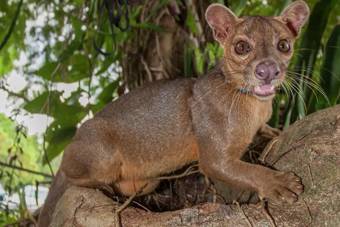 Framed Print : Endangered vicious fossa Framed Print : Endangered vicious fossa