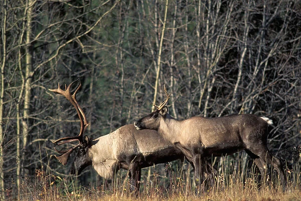 Endangered woodland caribou, Rangifer tarandus, bull and a cow along a forest in the southern Yukon