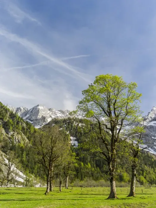 Framed Print : Eng Valley, Karwendel mountain range, Austria. The sycamore maple trees in the Eng during spring Framed Print : Eng Valley, Karwendel mountain range, Austria. The sycamore maple trees in the Eng during spring