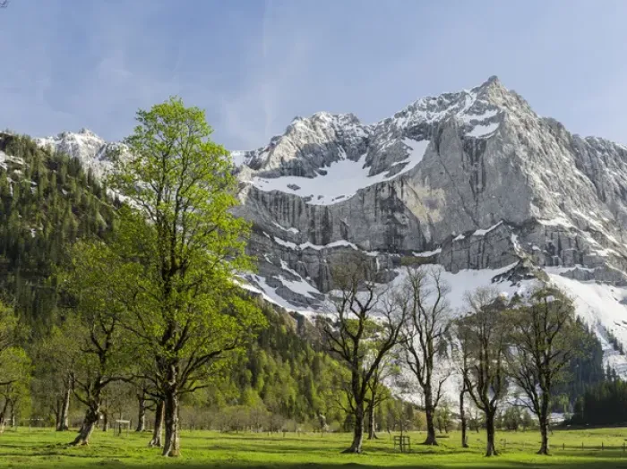 Framed Print : Eng Valley, Karwendel mountain range, Austria. The sycamore maple trees in the Eng during spring Framed Print : Eng Valley, Karwendel mountain range, Austria. The sycamore maple trees in the Eng during spring