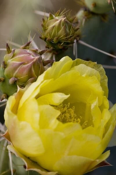 Engelmann Prickly Pear Cactus Flower, Opuntia engelmannii, Sonoran Desert, High Desert Park
