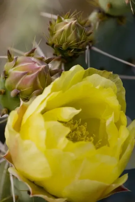 Framed Print : Engelmann Prickly Pear Cactus Flower, Opuntia engelmannii, Sonoran Desert, High Desert Park Framed Print : Engelmann Prickly Pear Cactus Flower, Opuntia engelmannii, Sonoran Desert, High Desert Park
